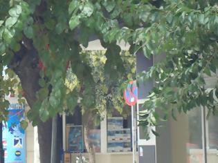 Φωτογραφία για Πινακίδες κρύβονται πίσω από δέντρα στην Αλεξανδρούπολη!