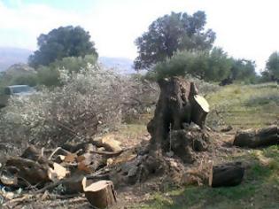 Φωτογραφία για Μεσσηνία: Του έκοψαν τις ελιές και τις έκαναν καυσόξυλα