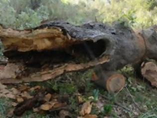 Φωτογραφία για Κομμένα δένδρα στο βελανιδόδασος Ξηρομέρου