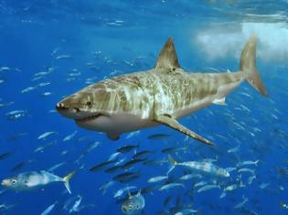 Φωτογραφία για Επίθεση καρχαρία σε σέρφερ στη Βουλιαγμένη