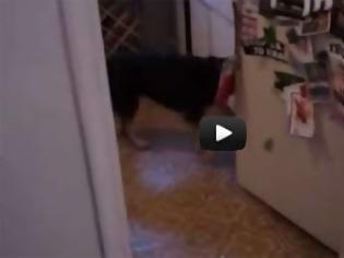 Φωτογραφία για Ο σκύλος που «τρέλανε» τους χρήστες του διαδικτύου [Video]