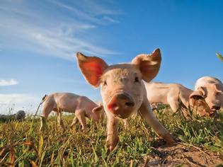 Φωτογραφία για Παράγουν ρεύμα από γουρούνια στην Ημαθία