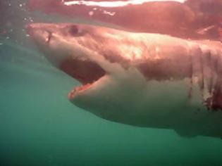 Φωτογραφία για Ράδιο αρβύλα η είδηση με την επίθεση λευκού καρχαρία στη Βουλιαγμένη