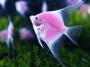 Φωτογραφία για Ροζ γενετικά τροποποιημένο φωσφοριζέ ψάρι παρουσιάστηκε στην Ταϊβάν