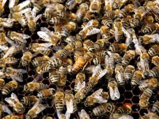 Φωτογραφία για Αυξάνονται οι κλοπές μελισσών στα Γιάννενα!
