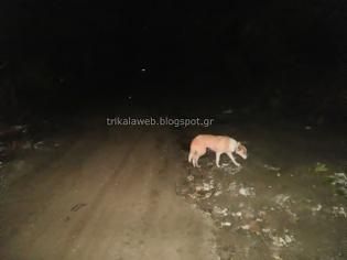 Φωτογραφία για Ένας υπέροχος σκύλος σε προειδοποιεί για τους γκρεμισμένους δρόμους στον Ασπροπόταμο Τρικάλων