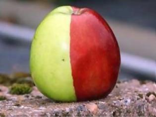 Φωτογραφία για Ένα μήλο με δυο χρώματα!