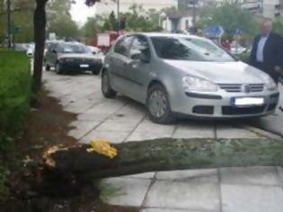 Φωτογραφία για Χανιώτισσα έκοψε δέντρο γιατί την ενοχλούσε στο παρκάρισμα!