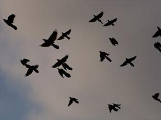 Φωτογραφία για Σχετίζονται τα άγρια πουλιά με τον ιό του Νείλου;