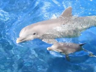 Φωτογραφία για Τα δελφίνια παίζουν με υδάτινα δαχτυλίδια! [Video]