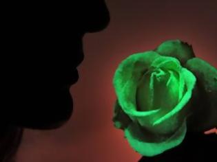 Φωτογραφία για Τριαντάφυλλα φωσφορίζουν στο σκοτάδι