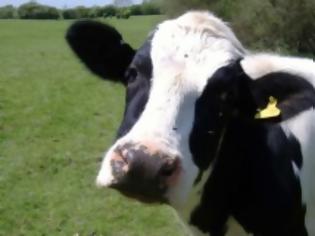 Φωτογραφία για Πως μπορούν οι αγελάδες να παράγουν περισσότερο γάλα;