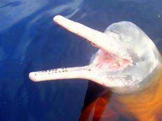 Φωτογραφία για Tα ροζ δελφίνια του Αμαζονίου