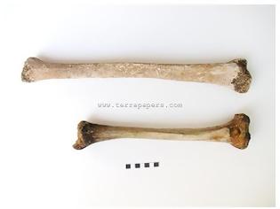 Φωτογραφία για Ανακαλύφθηκε ο αρχαιότερος πλήρης σκελετός γίγαντα