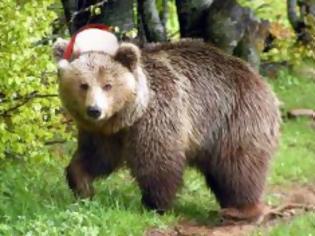 Φωτογραφία για Κάνει …Χριστούγεννα αρκούδα στα ορεινά Τρικάλων
