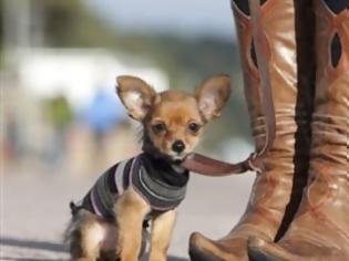 Φωτογραφία για Το σκυλί που χωράει μέσα σε ένα παπούτσι