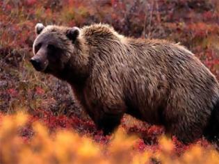 Φωτογραφία για Χτύπησε ξανά η αρκούδα στα Τρίκαλα