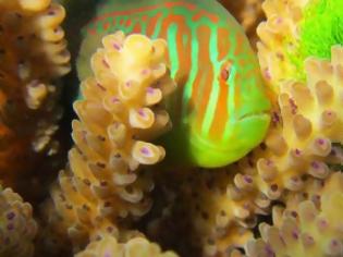 Φωτογραφία για Παράξενο ψάρι σε ρόλο… σωματοφύλακα κοραλλιών!