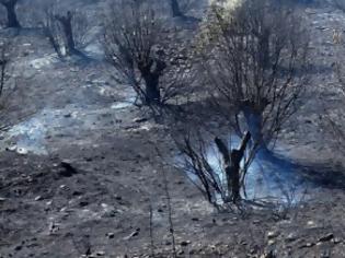 Φωτογραφία για Πάτρα: Ξεκινά αεροφωτογράφηση των καμμένων περιοχών στα Σελλά