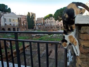 Φωτογραφία για Πόλεμος για τις γάτες της Ρώμης