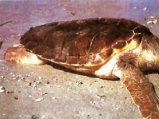 Φωτογραφία για Χελώνα καρέτα-καρέτα ξεβράστηκε νεκρή στο Κατάκολο