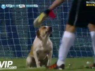 Φωτογραφία για Σκύλος εισβολέας σε ματς της Αργεντινής