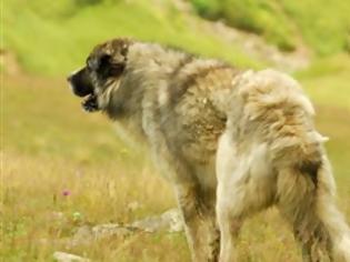 Φωτογραφία για Τσοπανόσκυλο με λύσσα σκόρπισε τον τρόμο στην Καστοριά!