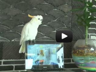 Φωτογραφία για Παπαγάλος τραγουδάει Gangnam Style [Video]