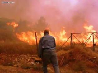 Φωτογραφία για Στάχτη 30 στρέμματα στην Καλλονή Λέσβου