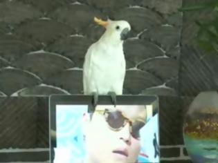 Φωτογραφία για ΠΟΛΥ ΓΕΛΙΟ-Παπαγάλος τραγουδάει το Gangnam Style