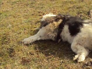 Φωτογραφία για Θετικός στη λύσσα ο σκύλος που γρατζούνισε κυνηγό στην Καστοριά