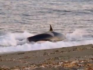Φωτογραφία για Φάλαινα «δολοφόνος» βγήκε στη στεριά για «κυνήγι» (video)