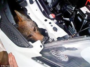 Φωτογραφία για Κογιότ έμεινε ζωντανό για 600 μίλια(!) στην μηχανή αυτοκινήτου που το χτύπησε!
