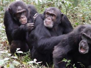 Φωτογραφία για Οι χιμπατζήδες βιώνουν κρίση μέσης ηλικίας