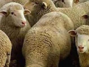 Φωτογραφία για Θανατώνουν πρόβατα στη Σάμο λόγω καταρροϊκού πυρετού