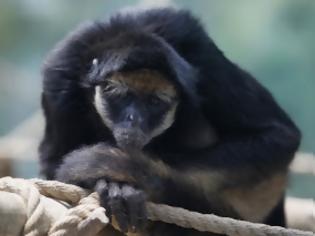 Φωτογραφία για Διέρρηξε ζωολογικό κήπο για να δολοφονήσει πίθηκο!