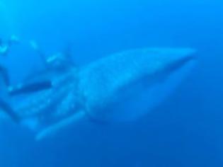 Φωτογραφία για Απίστευτο: Δύτες «απελευθερώνουν» καρχαριοφάλαινα