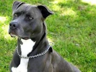 Φωτογραφία για Αγρίνιο: 51χρονος κατηγορείται πως εκβίασε για ένα pitbull