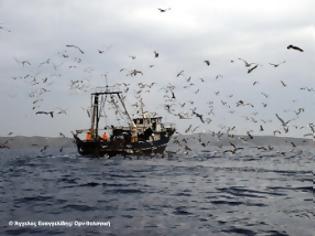 Φωτογραφία για EE: σχέδιο δράσης για τη θανάτωση θαλασσοπουλιών από αλιευτικά εργαλεία