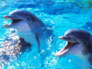 Φωτογραφία για ΗΠΑ: Μαζικές δολοφονίες και ακρωτηριασμοί δελφινιών