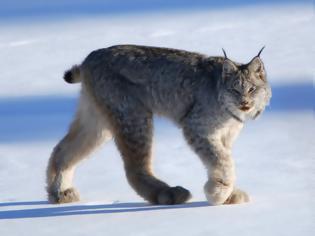 Φωτογραφία για «Lynx» θα ονομάζεται το επόμενο λειτουργικό σύστημα της Apple