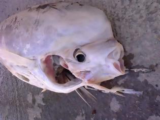 Φωτογραφία για Ψάρεψαν άγνωστο είδος ψαριού στην Κρήτη
