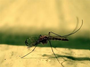 Φωτογραφία για Στην Αυστραλία εισάγουν κουνούπια από την Ινδία και την Αφρική