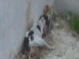 Φωτογραφία για Εικόνες-σοκ στην Πάτρα: Κρέμασε τρία σκυλιά