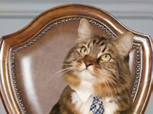 Φωτογραφία για Ο γάτος που έθεσε υποψηφιότητα για τη γερουσία των ΗΠΑ!