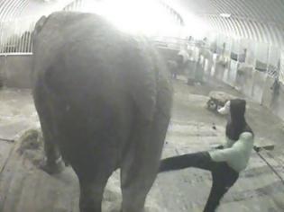 Φωτογραφία για Ιδιοκτήτης και εργαζόμενοι τσίρκου κακοποιούσαν βάναυσα ελέφαντα! Δείτε το σοκαριστικό βίντεο…