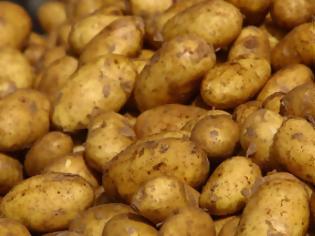 Φωτογραφία για 50 λεπτά η πατάτα στην Αχαΐα - Ανάσα για τους παραγωγούς