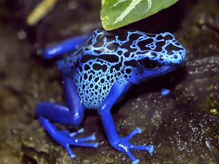 Φωτογραφία για Ο ιδιαίτερα εξωτικός και εξαιρετικά επικίνδυνος μπλε βάτραχος!! (pics)
