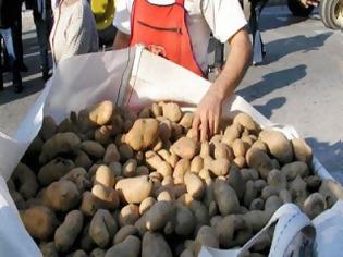 Φωτογραφία για Ανάσα για τους παραγωγούς πατάτας οι χαμηλές τιμές