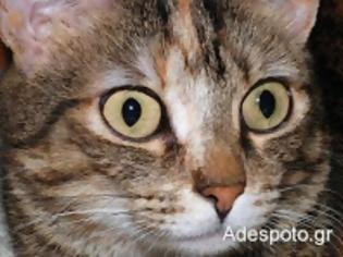 Φωτογραφία για Ρόδος: Στο αυτόφωρο αυτός που πυροβόλησε γάτα με καραμπίνα